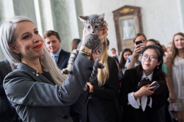 Hannah Shaw Kitten Lady