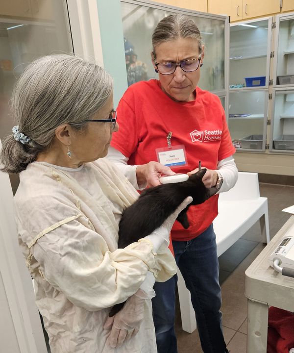 Workers at Seattle Humane