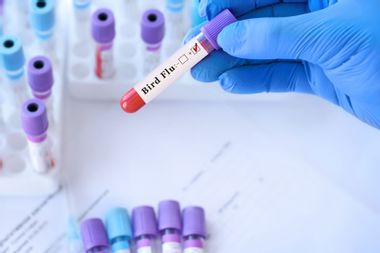 Positive bird flu test tube